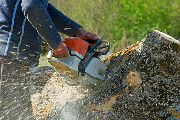 Tumwater, WA  Tree Services Company